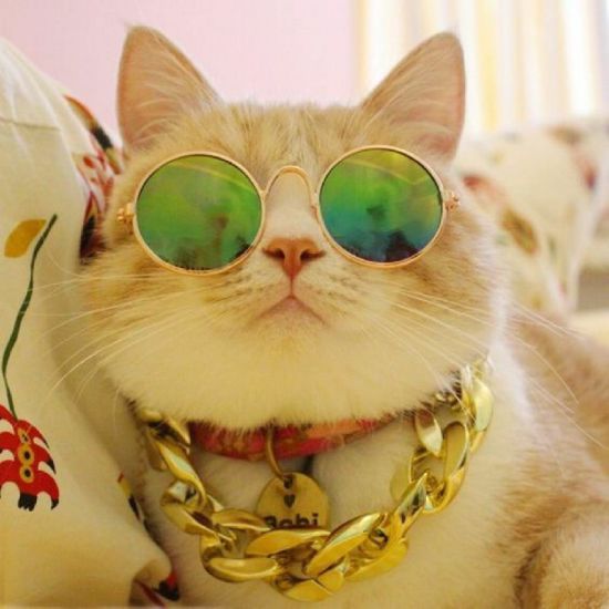 (Ảh Mèo FF) Hình Avarta Mèo Vàng đeo Kính ảnh Mèo Thần Tài 13