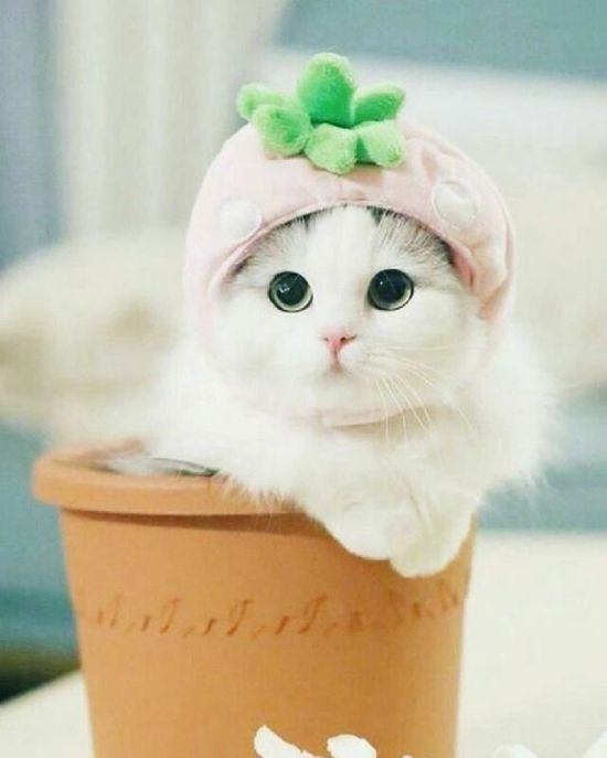 (Ảnh Mèo Cute) Hình Nền Mèo Cool Ngầu Trong Chậu Cây Hài Hước_yyth