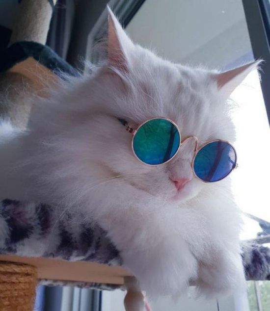 (Ảnh Mèo FF) Hình ảnh Mèo đeo Kính Xanh đẹp Cute Trái Tim