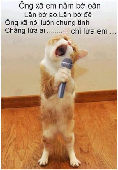 (Ảnh Mèo FF) Hình Avarta Mèo Bựa Buồn Cười Hát Karaoke ảnh Chế