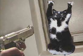 (Ảnh Mèo FF) ảnh Chế Mèo đen Giơ Hai Tay đầu Hàng Hài Hước