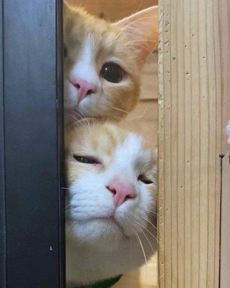 (Ảnh Mèo Cute) Hình ảnh Hai Chú Mèo Hóng Chuyện ảnh Chế Bựa_y
