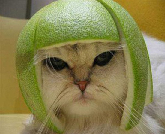 (Ảnh Mèo Cute) Hình ảnh Mèo FF đội Mũ Vỏ Bưởi Ngầu Lòi