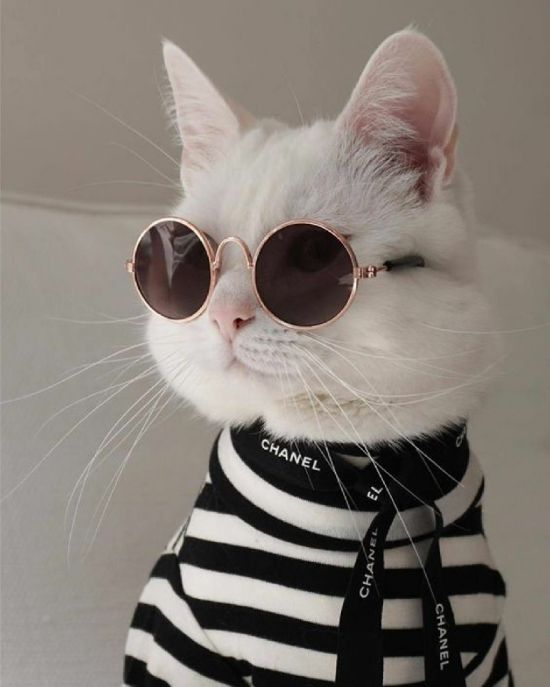 (Ảnh Mèo Cute) ảnh Mèo Mặc áo đeo Kính Râm Siêu Ngầu 14
