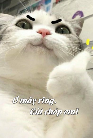 (Ảnh Mèo Cute) ảnh Mèo Meme ơ Mây Ring Gút Chóp Em Hài Hước
