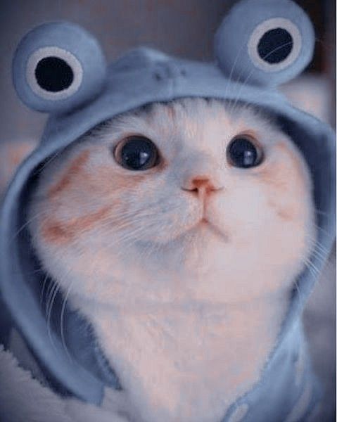 (Ảnh Mèo Cute) Avatar Mèo FF đội Mũ Xanh Cute Dễ Thương