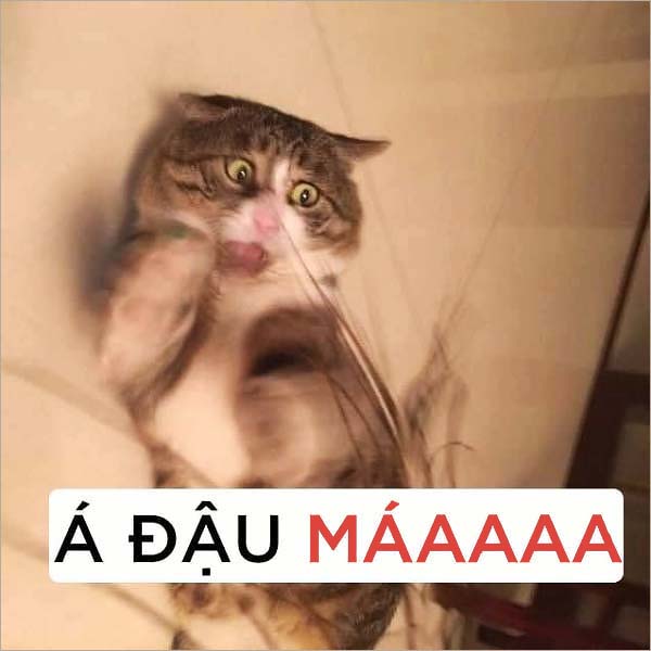 (Ảnh Mèo Cute)ảnh Chế Meme Mèo Bựa Á Đậu Má Ngộ Nghĩnh