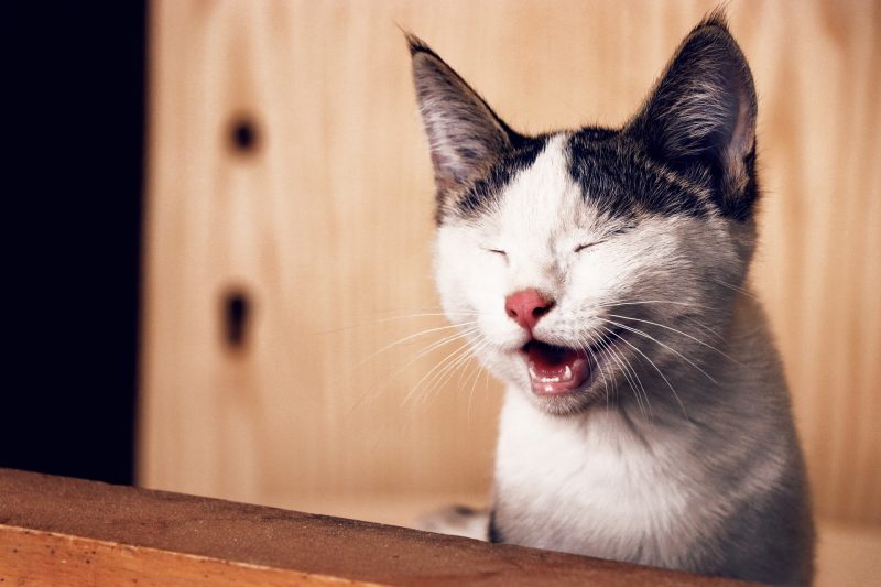 (Ảnh Mèo Ngầu) Hình ảnh Avarta Mèo Bựa Buồn Cười Tít Mắt Chế