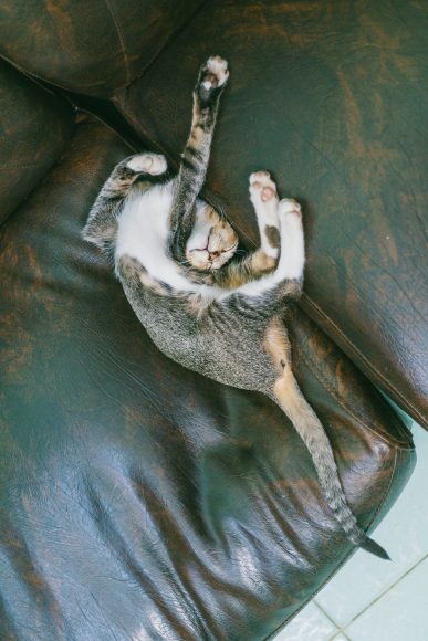 (Ảnh Mèo Ngầu) Hình ảnh Mèo Bựa Với Dáng Ngủ Bá đạo Hài Hước_yyth