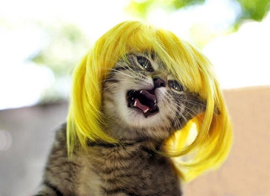 (Ảnh Mèo Ngầu) Hình Mèo Chế Tóc Giả Màu Vàng Hài Hướcff