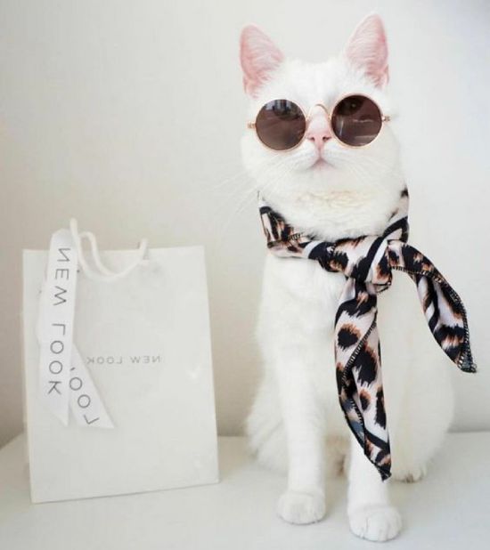 (ảnh Mèo Cute) Mèo Trắng Sang Chảnh đeo Kính Quàng Khăn Dễ Thương