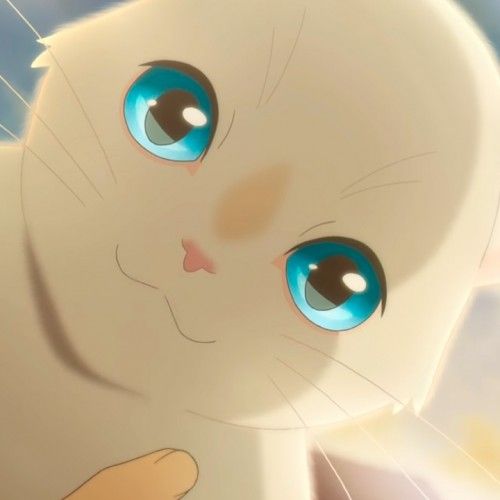 Hình ảnh Avatar Cá Tính Mèo Trắng Với đôi Mắt Xanh Lam Cute