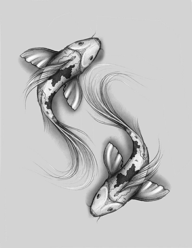 Hình ảnh Vẽ Cá Chép đẹp Màu đen đầy Thu Hút
