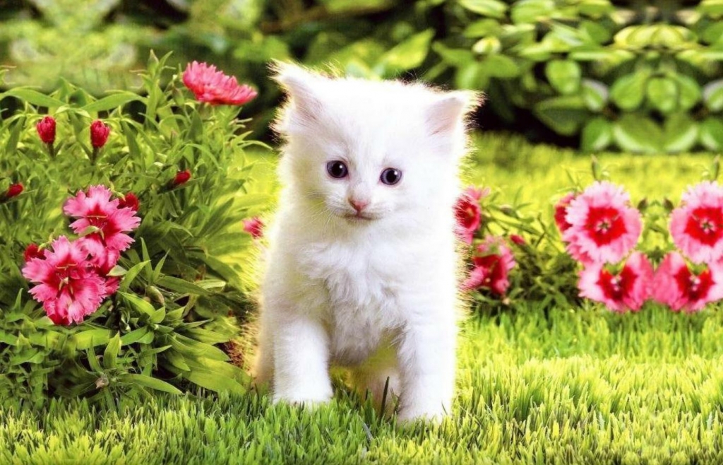 (Hình Nền Mèo đẹp) Down ảnh Chú Mèo Trắng đang Chơi Trong Vườn Hoa Siêu Dễ Thương Cho Hình Nền điện Thoại