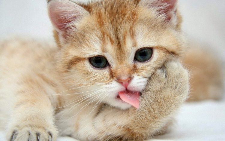 (Hình Nền Mèo đẹp) Down ảnh Cô Mèo Với Chiếc Lưỡi Hồng Siêu Dễ Thương, đáng Yêu Hết Sẩy