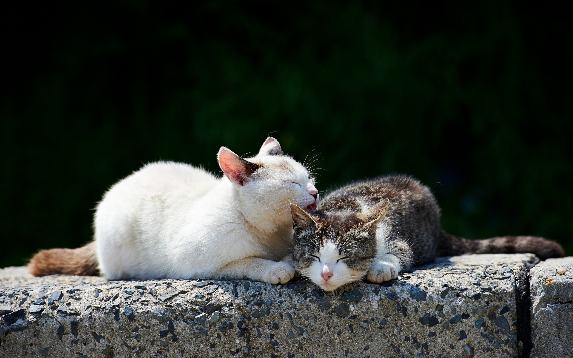 (Hình Nền Mèo đẹp) Down ảnh Em Mèo Trắng Và Mèo Tam Thể Nằm Tắm Nắng Siêu Dễ Thương