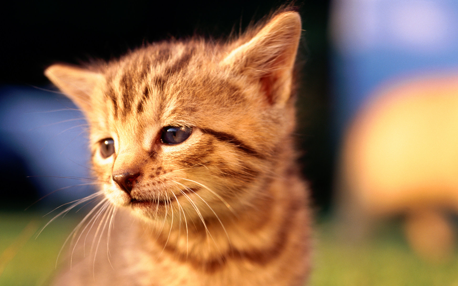 (Hình Nền Mèo đẹp) Tải ảnh Em Mèo Nhỏ Ngơ Ngác Trong Chiều Hoàng Hôn Siêu Dễ Thương, đáng Yêu