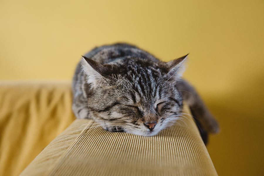 (Hình Nền Mèo Ngầu) Hình Nền Chú Mèo đang Nằm Ngủ Siêu Dễ Thương