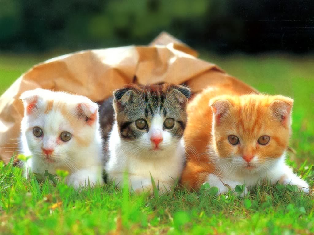 (Hình Nền Mèo Ngầu) Tải ảnh 3 Chú Mèo Nhỏ Xinh đang Nằm Trên Vườn Cỏ Dễ Thương Xỉu Up Xỉu Down