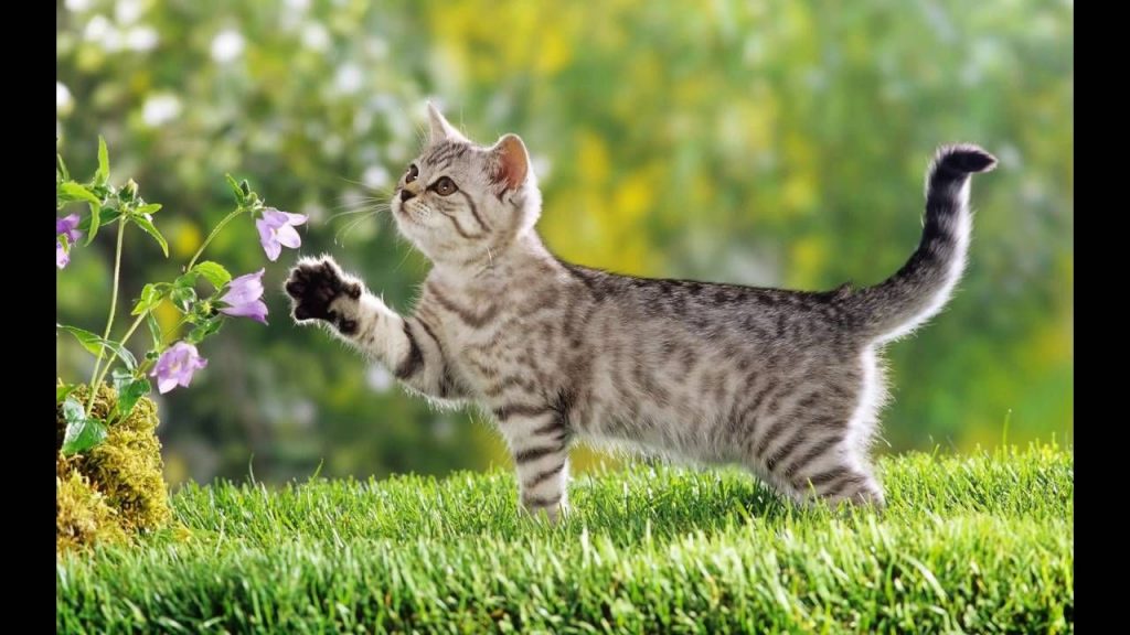 (Hình Nền Mèo Ngầu) Tải ảnh Chú Mèo đang Tạo Dáng Bên Nhành Hoa Siêu Cute, Dễ Thương Lạc Lối
