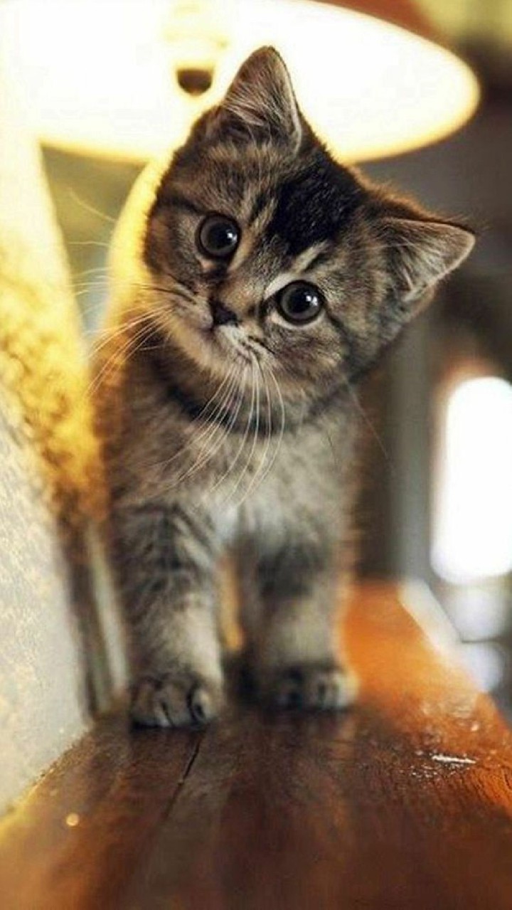(Hình Nền Mèo Ngầu) Tải ảnh Chú Mèo Ngơ Ngác Dưới ánh đèn Siêu Cute, đáng Yêu, Dễ Thương Cho Các Bé
