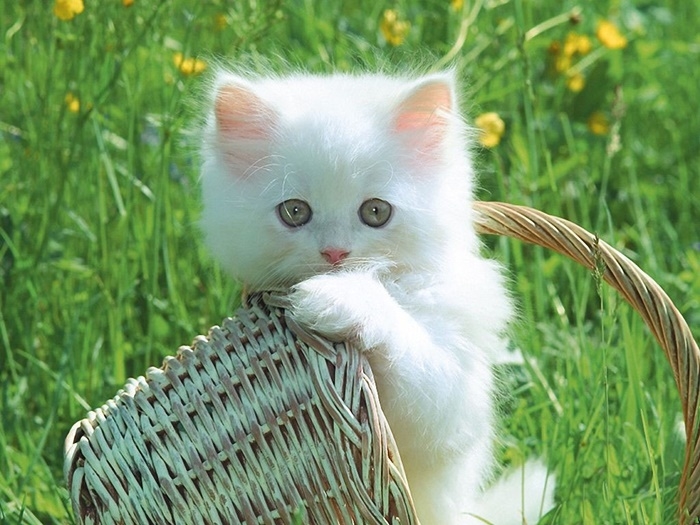 (Hình Nền Mèo Ngầu) Tải ảnh Chú Mèo Trắng Nhỏ Xinh đang Chơi đùa Cùng Chiếc Giỏ Mây Siêu Dễ Thương, Cute Phô Mai Que