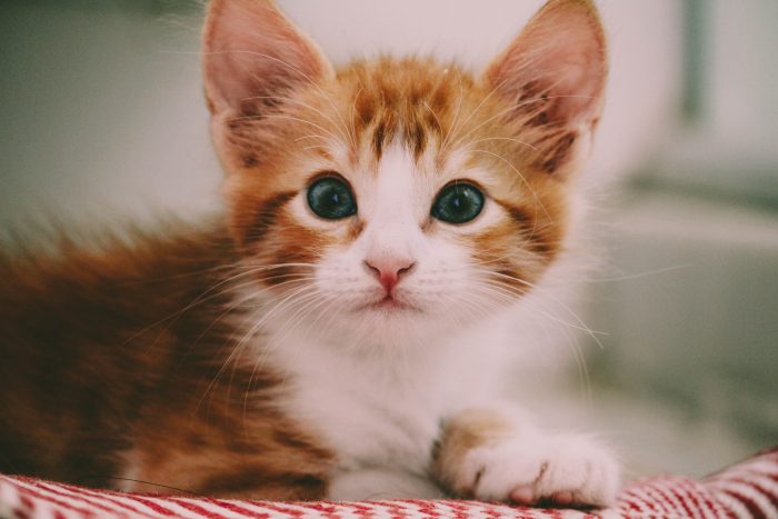 (Hình Nền Mèo Ngầu) Tải ảnh Em Mèo Nhỏ Xinh Nằm Trên Chiếc Thảm Siêu Cute, đáng Yêu
