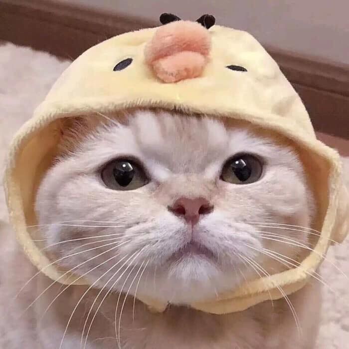 ảnh Mèo Dễ Thương Bé Mèo đội Mũ Vàng Xinh Xỉu
