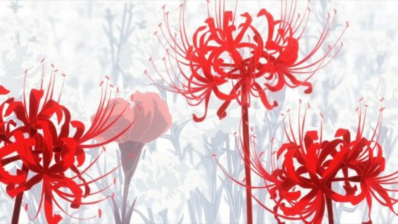 Hình ảnh Hoa Bỉ Ngạn đẹp Nhất ảnh Hoa Bỉ Ngạn 3D đẹp