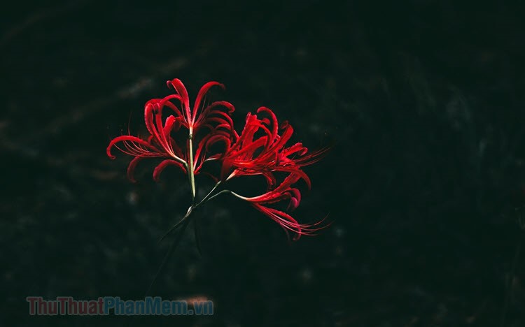 Hình ảnh Hoa Bỉ Ngạn đẹp Nhất ảnh Hoa Bỉ Ngạn 3D Nền đen
