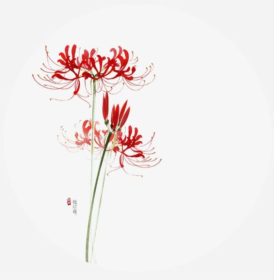 Hình ảnh Hoa Bỉ Ngạn đẹp Nhất ảnh Vẽ Bỉ Ngạn đỏ đẹp Nhất
