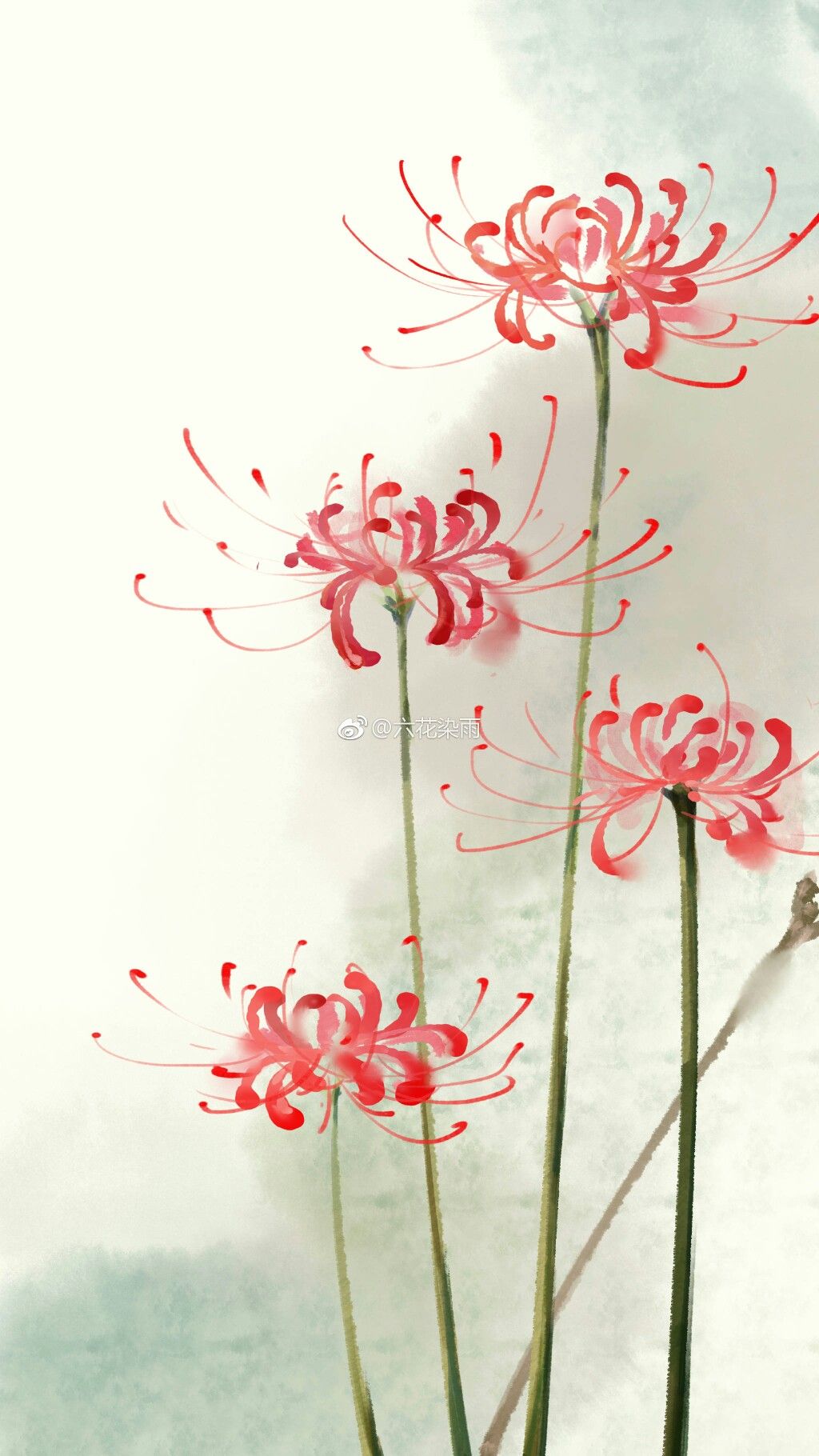 Hình ảnh Hoa Bỉ Ngạn đẹp Nhất ảnh Vẽ Bỉ Ngạn đỏ Nền Xám