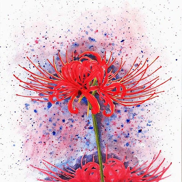 Hình ảnh Hoa Bỉ Ngạn đẹp Nhất ảnh Vẽ đóa Hoa đỏ Rực Rỡ
