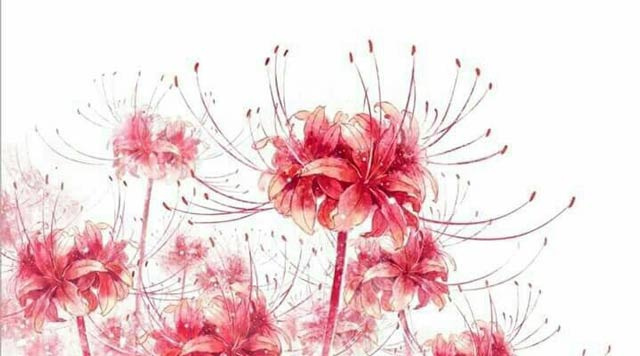 Hình ảnh Hoa Bỉ Ngạn đẹp Nhất Bỉ Ngạn đỏ Nền Trắng
