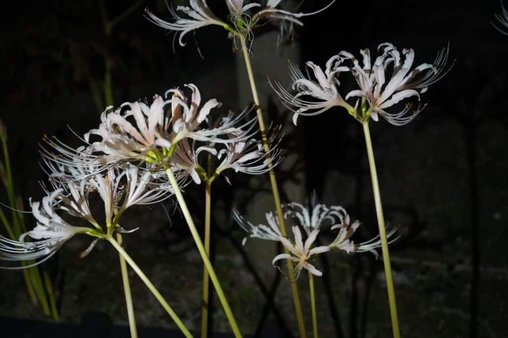 Hình ảnh Hoa Bỉ Ngạn đẹp Nhất Bỉ Ngạn Trắng Trong Màn đêm