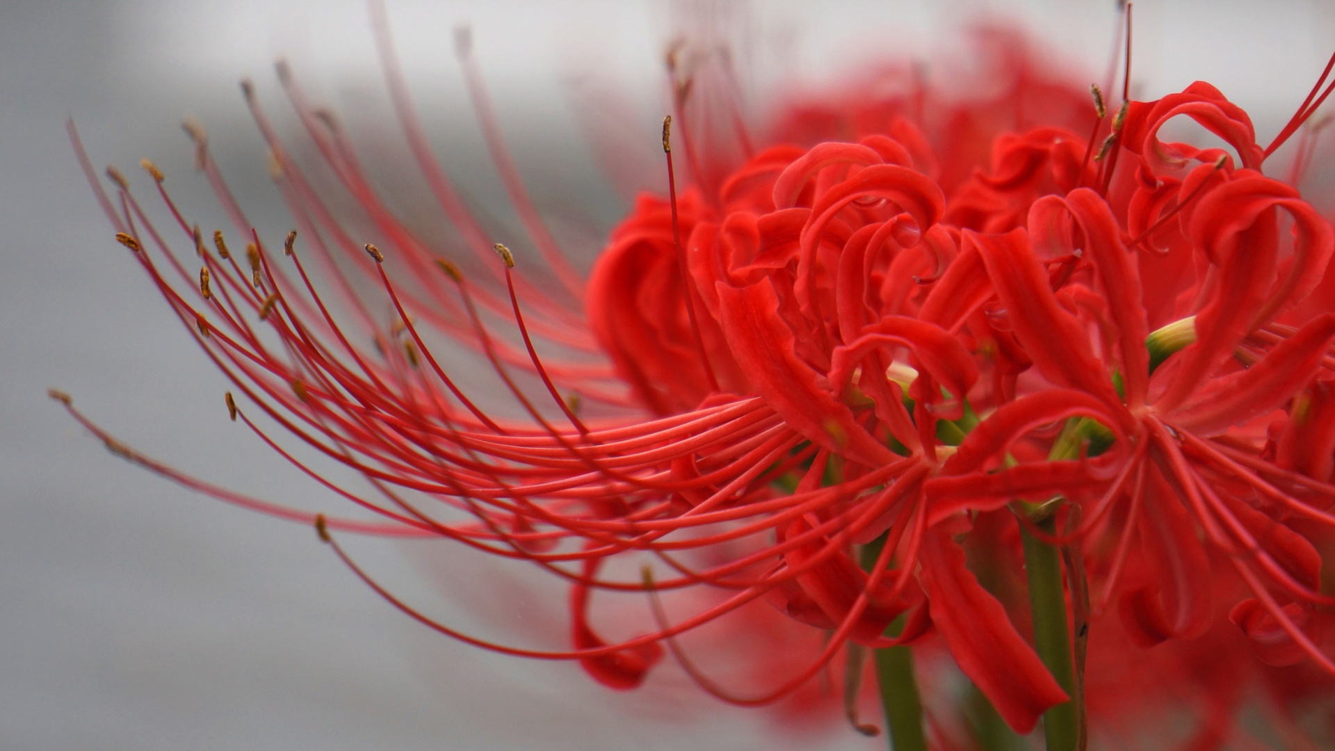 Hình ảnh Hoa Bỉ Ngạn đẹp Nhất Bông Hoa đỏ Tươi Thắm
