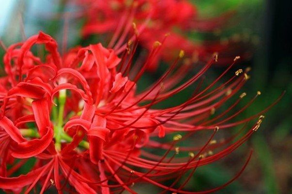 Hình ảnh Hoa Bỉ Ngạn đẹp Nhất đóa Hoa đỏ Bung Nở