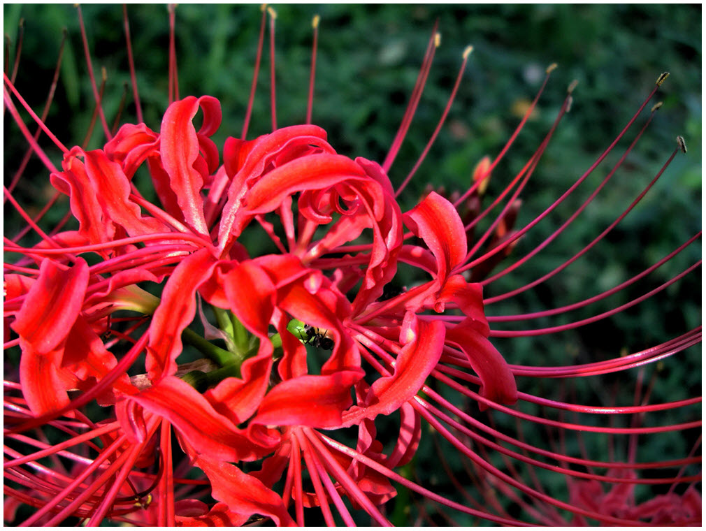 Hình ảnh Hoa Bỉ Ngạn đẹp Nhất đóa Hoa đỏ Giữa Tán Lá Xanh