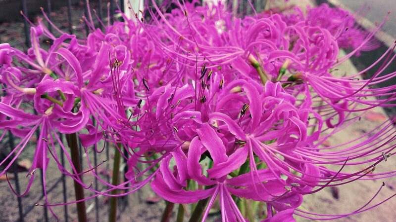 Hình ảnh Hoa Bỉ Ngạn đẹp Nhất Hoa Bỉ Ngạn Màu Tím