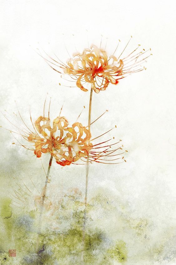 Hình ảnh Hoa Bỉ Ngạn đẹp Nhất Hoa Bỉ Ngạn Vàng Kiêu Sa