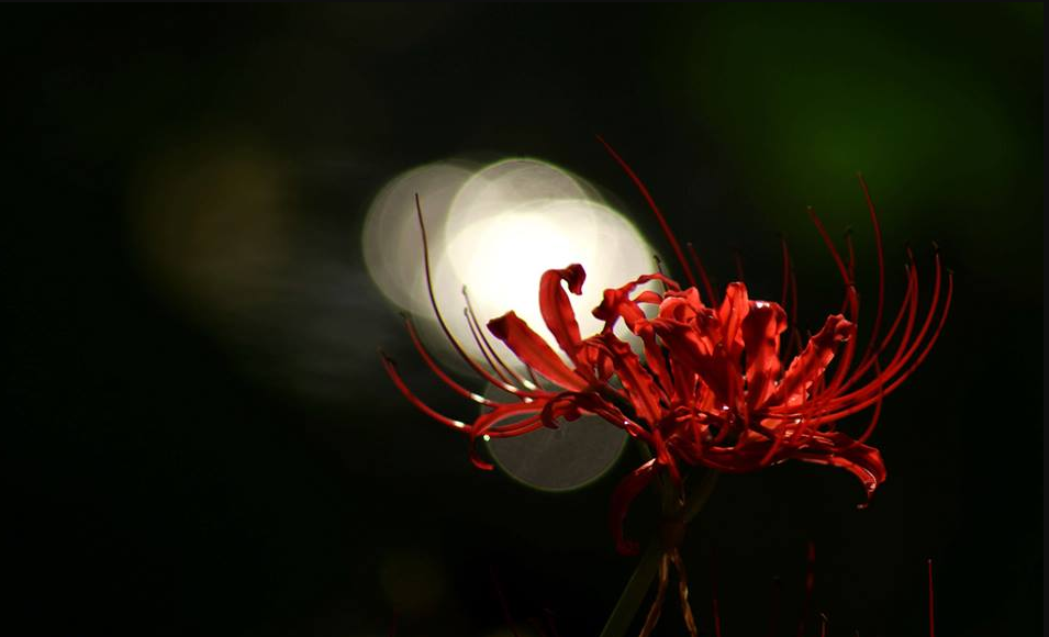 Hình ảnh Hoa Bỉ Ngạn đẹp Nhất Loài Hoa Với Truyền Thuyết Lãng Mạn