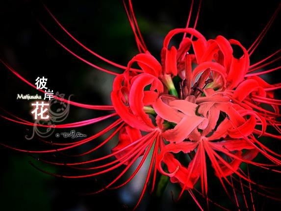 Hình ảnh Hoa Bỉ Ngạn đẹp Nhất Nền đen Chữ Trung Quốc