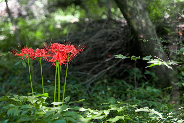 Hình ảnh Hoa Bỉ Ngạn đẹp Nhất Những Bông Hoa đỏ Rực Giữa Rừng Xanh