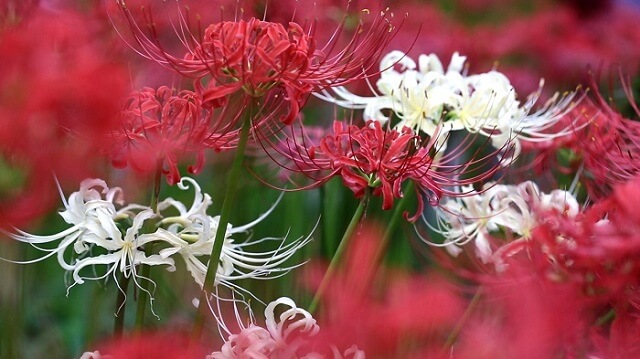 Hình ảnh Hoa Bỉ Ngạn đẹp Nhất Những Bông Hoa Trắng đỏ đẹp Rực Rỡ