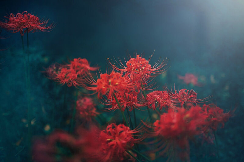 Hình ảnh Hoa Bỉ Ngạn đẹp Nhất Rừng Hoa đỏ Mờ ảo