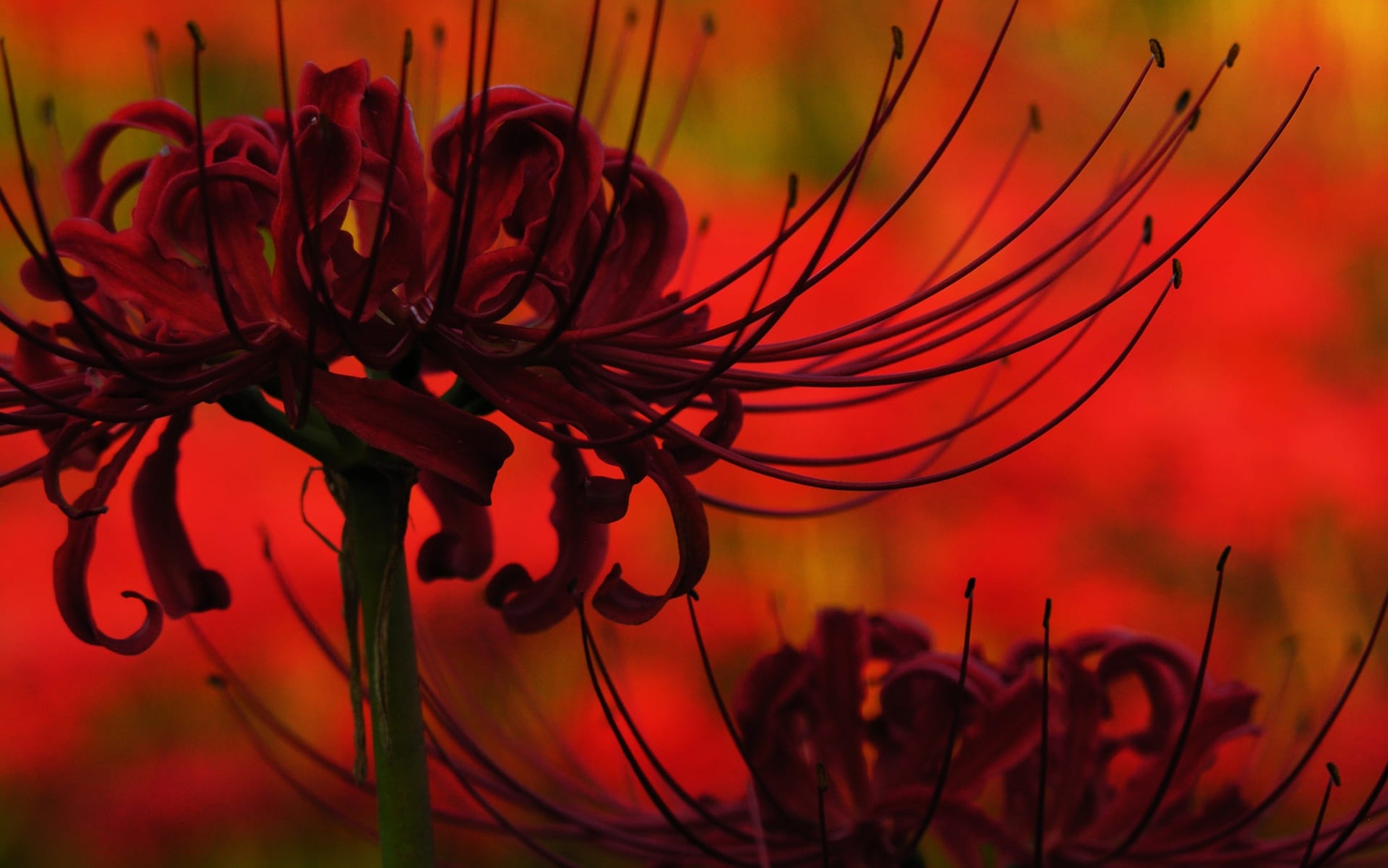 Hình ảnh Hoa Bỉ Ngạn đỏ Chất Lượng Cao Cho Máy Tính