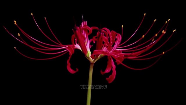 Hình ảnh Hoa Bỉ Ngạn đỏ Chất Lượng Cao Nền đen