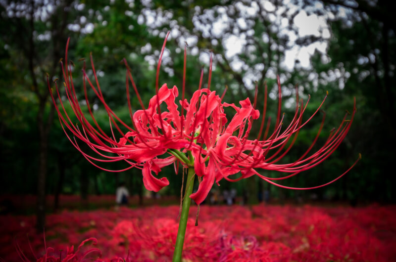 Hình ảnh Hoa Bỉ Ngạn đỏ Dành Cho Máy Tính