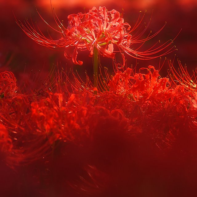 Hình ảnh Hoa Bỉ Ngạn đỏ đẹp Siêu Thực