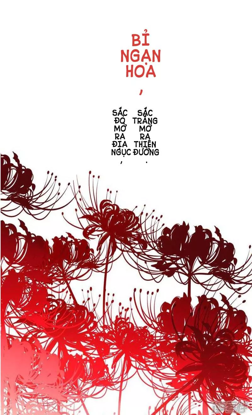 Hình ảnh Hoa Bỉ Ngạn đỏ Lung Linh Cho điện Thoại